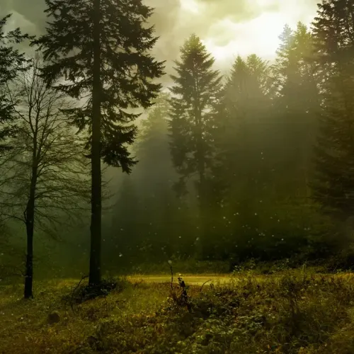 Nazomer-bos